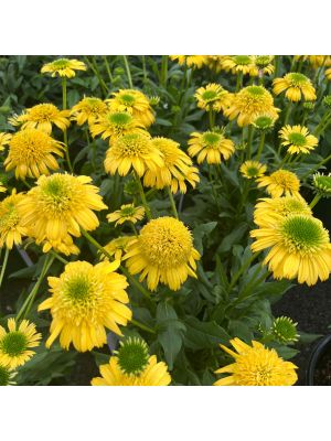 Coneflower Sunny Days Lemon