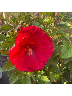 Hibiscus Hardy Summerific Valentine's Crush
