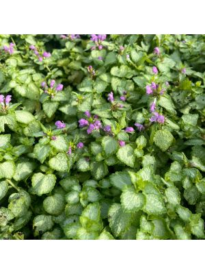 Dead Nettle Orchid Frost