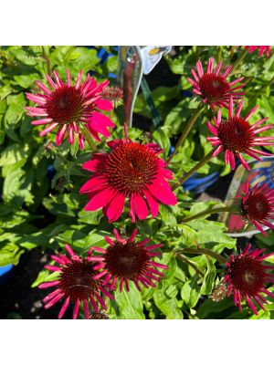 Coneflower Sombrero Poco Hot Pink