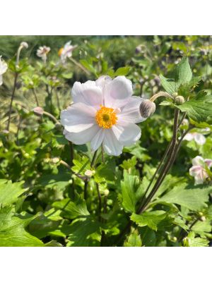 Anemone Dreaming Swan