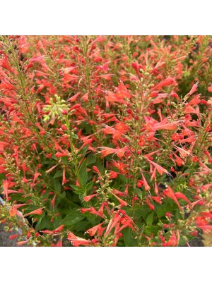 Agastache Kudos Red