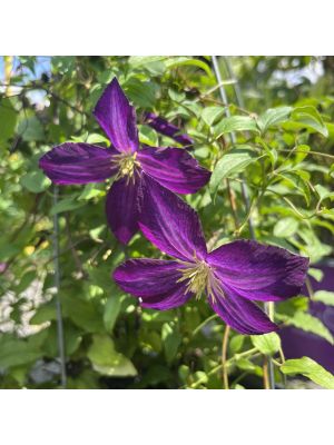 Clematis Happy Jack Purple