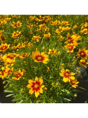 Coreopsis Lil Bang Firewheel