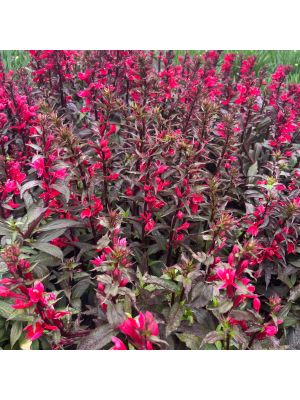 Lobelia Starship Scarlet