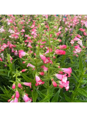 Penstemon Flock of Flamingos