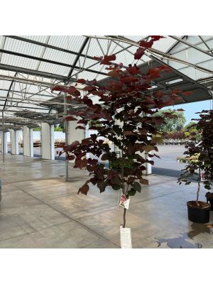 Redbud Midnight Express