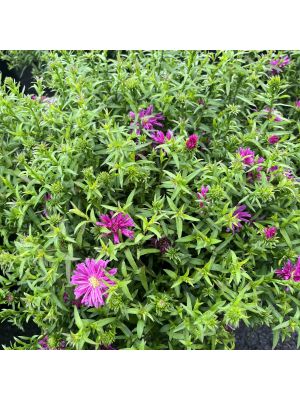 Aster Kickin Carmine Red