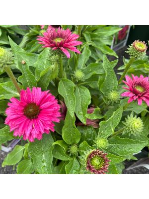 Coneflower Sunseeker Sweet Fuchsia