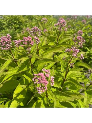 Joe Pye Weed JoJo