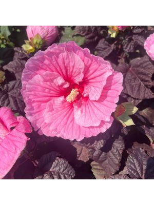 Hibiscus Hardy Summerific Edge of Night