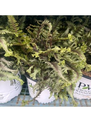 Fern Japanese Painted Crested Surf