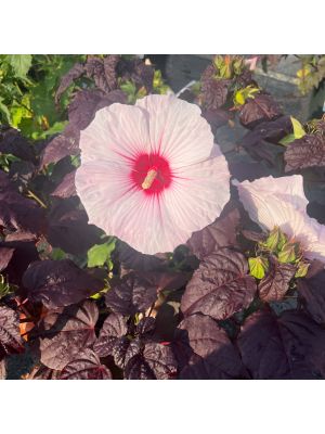 Hibiscus Hardy Dark Mystery