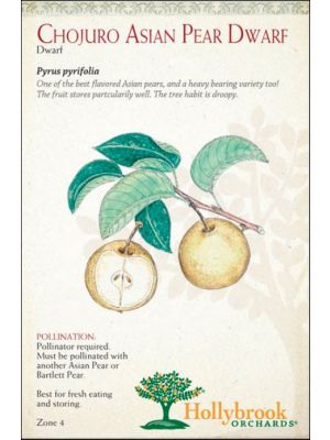 Pear Chojuro Asian Dwarf