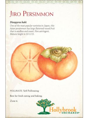 Persimmon Jiro