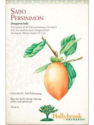 Persimmon Saijo
