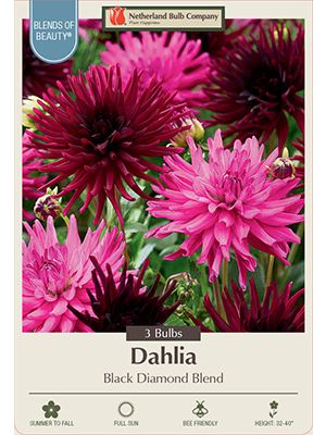 Dahlia Black Diamond 3PK