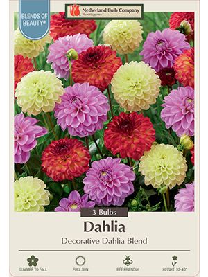 Dahlia Deco Blend 3PK