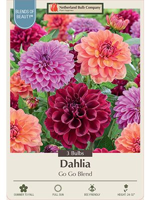 Dahlia Deco Go Go 3PK