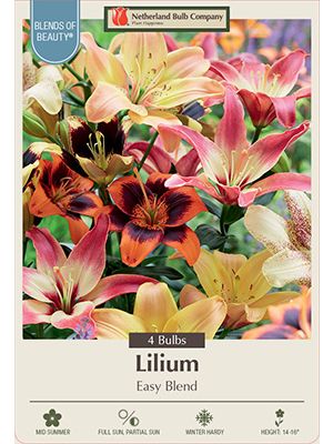 Lily Easy Blend 4PK
