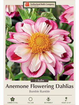 Dahlia Bumble Rumble 2PK