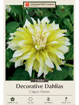 Dahlia Deco Calgary Flames 2PK