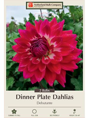Dahlia Dinner Plate Debutante 2PK