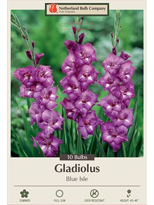 Gladiolus Blue Isle 10PK