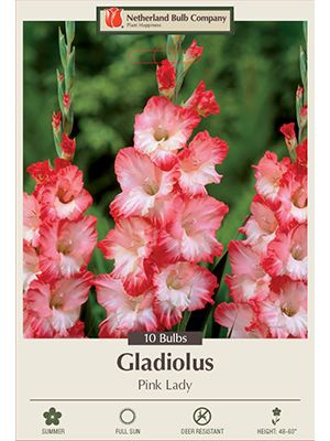 Gladiolus Pink Lady 10PK