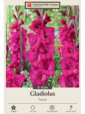 Gladiolus Natan 10 PK