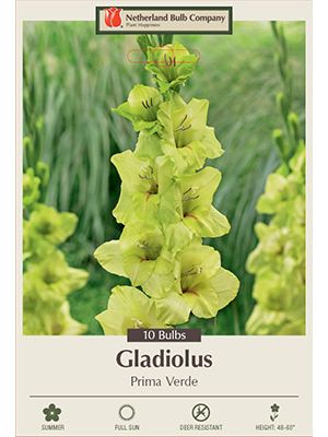 Gladiolus Prima Verde 10PK