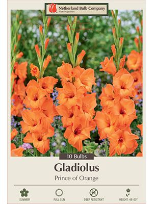 Gladiolus Prince of Orange 10PK