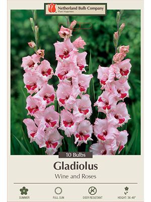 Gladiolus Wine and Roses 10PK