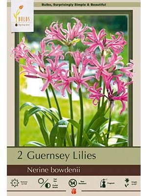 Nerine Bowdenii 2PK
