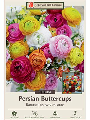 Ranunculus Aviv Mix 10PK