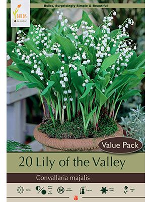 Lily of the Valley 12PK