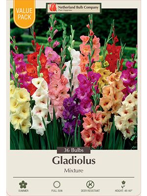 Gladiolus Large Flowering Mix 36PK