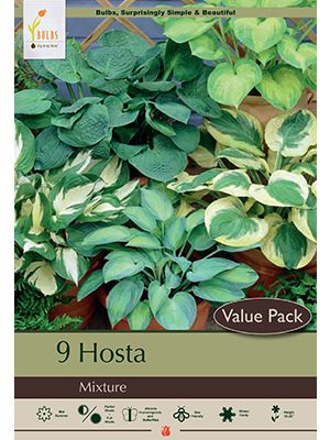 Hosta Mix 9PK