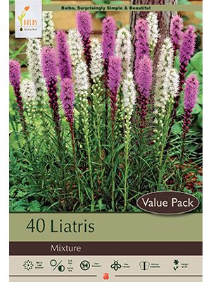 Liatris Mix 40PK