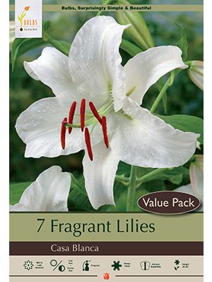 Lily Casa Blanca 7PK