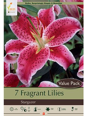Lily Stargazer 7PK