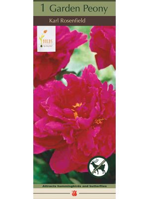 Paeonia Karl Rosenfield 1PK
