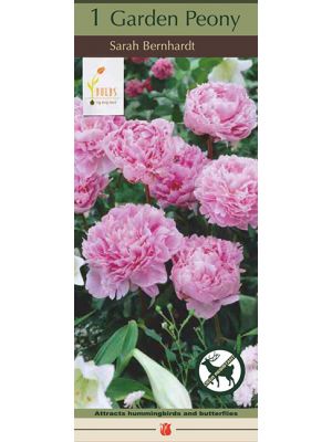 Peony Sarah Bernhardt 1PK