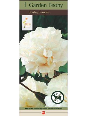 Peony Shirley Temple 1PK