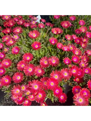 Ice Plant Jewel of Desert Garnet