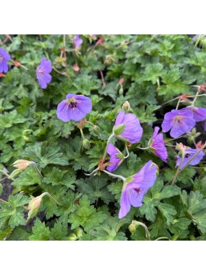 Geranium Azure Rush