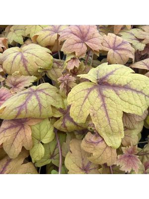 Coral Bells Sweet Tea