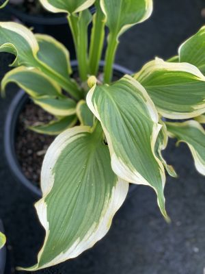 Hosta Atlantis