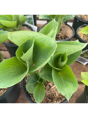 Hosta Abiqua Drinking Gourd