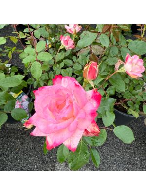 Rose Floribunda Candy Cane Cocktail